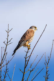 Attēlu rezultāti vaicājumam “Falco tinnunculus”