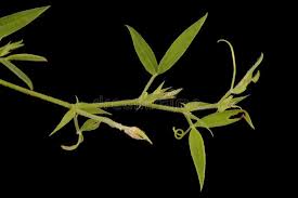 Attēlu rezultāti vaicājumam “Lathyrus pratensis fruit”