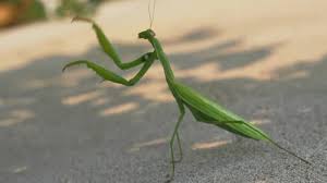 Attēlu rezultāti vaicājumam “Mantis religiosa”