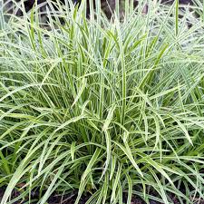 Attēlu rezultāti vaicājumam “Carex arenaria  leaf”