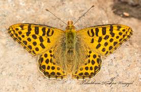 Attēlu rezultāti vaicājumam “Mellicta athalia upperside”