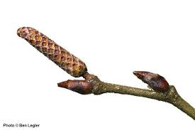 Attēlu rezultāti vaicājumam “Betula papyrifera”