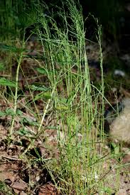 Attēlu rezultāti vaicājumam “Poa nemoralis leaf”