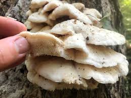 Attēlu rezultāti vaicājumam “Climacodon septentrionalis”