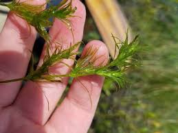 Attēlu rezultāti vaicājumam “Najas flexilis”