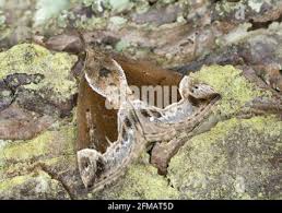 Attēlu rezultāti vaicājumam “Hypena crassalis”