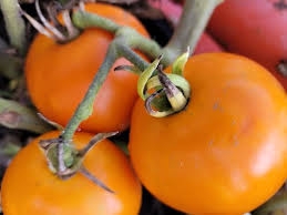 Afbeeldingsresultaat voor belarus orange tomato