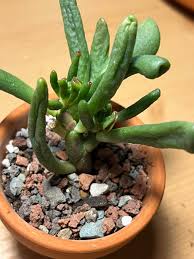 Image result for Crassula hobbit