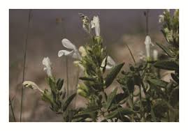 Attēlu rezultāti vaicājumam “Dracocephalum ruyschiana fruit”