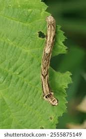 Attēlu rezultāti vaicājumam “Ectropis crepuscularia”