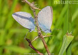 Attēlu rezultāti vaicājumam “Celastrina argiolus male”
