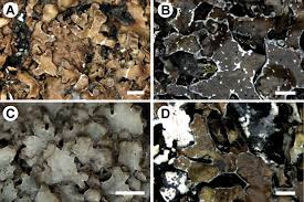 Attēlu rezultāti vaicājumam “Parmelia serrana”