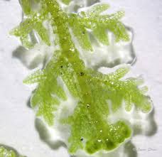 Attēlu rezultāti vaicājumam “Trichocolea tomentella”