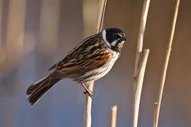 Attēlu rezultāti vaicājumam “Emberiza schoeniclus male”