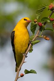 Attēlu rezultāti vaicājumam “Oriolus oriolus”