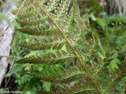 Attēlu rezultāti vaicājumam “Polystichum aculeatum”