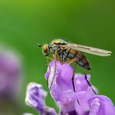 Attēlu rezultāti vaicājumam “Dolichopodidae”