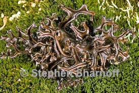 Attēlu rezultāti vaicājumam “Cetraria ericetorum”