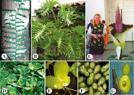 Attēlu rezultāti vaicājumam “Araceae”