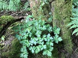 Attēlu rezultāti vaicājumam “Sanicula europaea leaf”