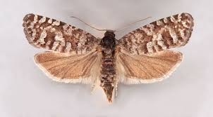 Attēlu rezultāti vaicājumam “Retinia resinella pupa”