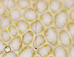 Attēlu rezultāti vaicājumam “Trilophozia quinquedentata”