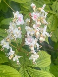 Attēlu rezultāti vaicājumam “Aesculus hippocastanum”