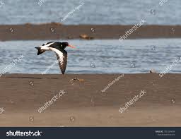 Attēlu rezultāti vaicājumam “Haematopus ostralegus adult”