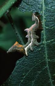 Attēlu rezultāti vaicājumam “Notodonta ziczac”