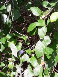 Attēlu rezultāti vaicājumam “Prunus domestica subsp. insitita”