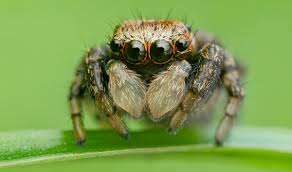 Attēlu rezultāti vaicājumam “Evarcha falcata male”