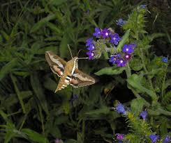 Attēlu rezultāti vaicājumam “Hyles gallii imago”