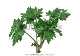 Attēlu rezultāti vaicājumam “Leonurus quinquelobatus”