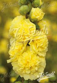 Attēlu rezultāti vaicājumam “Alcea rosea”