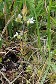 Image result for Euphrasia stricta