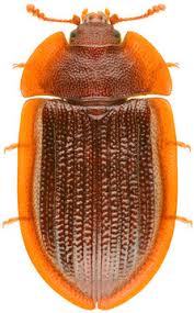 Attēlu rezultāti vaicājumam “Ostoma ferruginea”