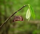 <b>Asimina</b> triloba plant