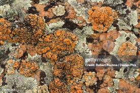 Attēlu rezultāti vaicājumam “Flavoparmelia caperata”