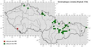 Attēlu rezultāti vaicājumam “Dendrophagus crenatus”