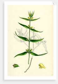 Attēlu rezultāti vaicājumam “Melampyrum sylvaticum leaf”