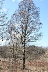 Attēlu rezultāti vaicājumam “Alnus glutinosa”