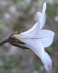 Attēlu rezultāti vaicājumam “Callitriche verna flower”
