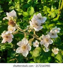 Attēlu rezultāti vaicājumam “Rubus plicatus leaf”