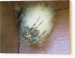 Attēlu rezultāti vaicājumam “Araneus diadematus eggs”