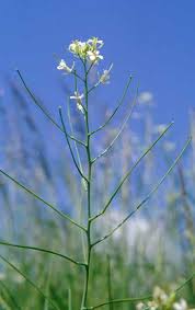 Attēlu rezultāti vaicājumam “Sisymbrium altissimum”