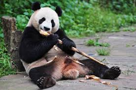 Image result for pandas