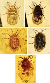 Attēlu rezultāti vaicājumam “Aphrophoridae imago”
