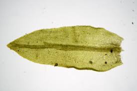 Attēlu rezultāti vaicājumam “Dichodontium pellucidum”