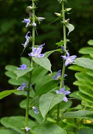 Image result for Campanula americana