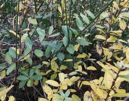 Attēlu rezultāti vaicājumam “Salix x doniana”